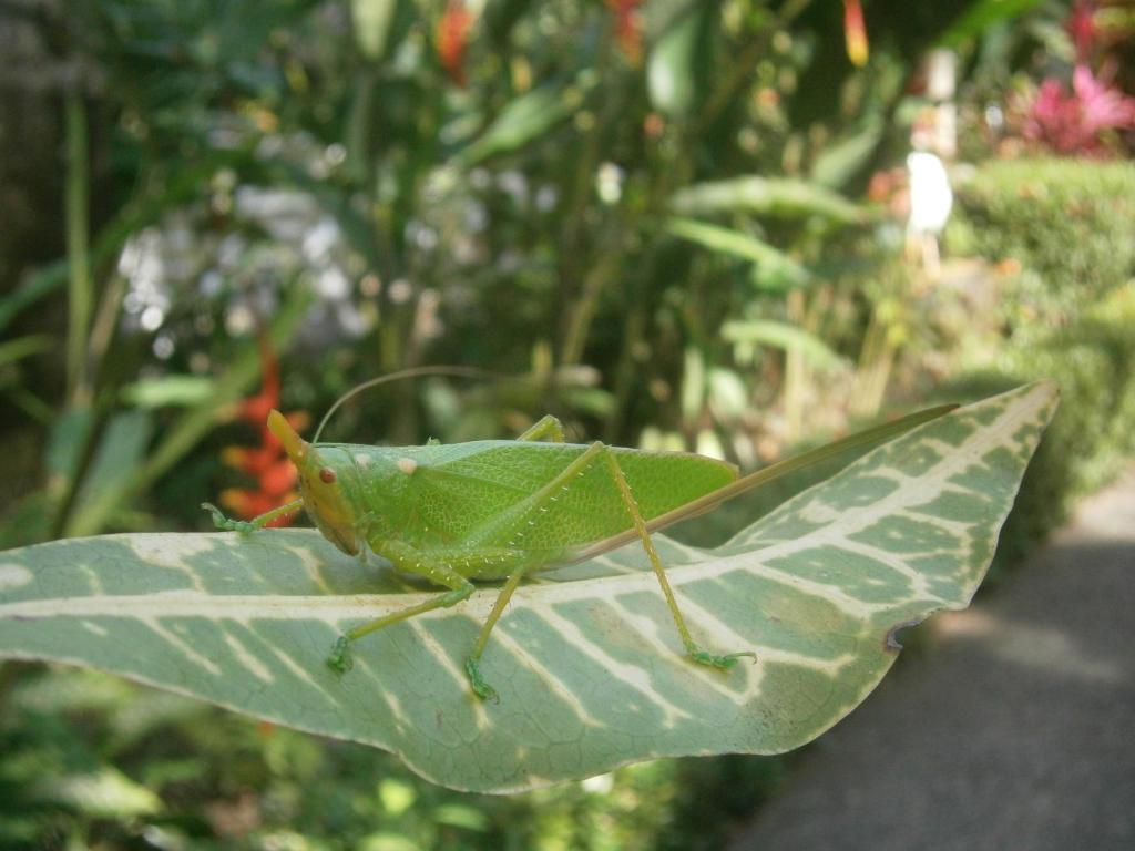 Portalón La Palapa Ecolodge מראה חיצוני תמונה