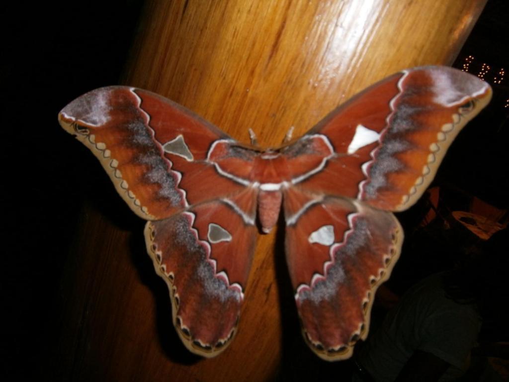 Portalón La Palapa Ecolodge מראה חיצוני תמונה
