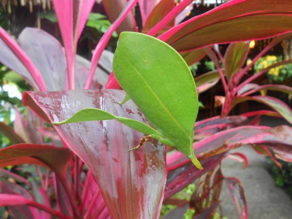 Portalón La Palapa Ecolodge מראה חיצוני תמונה